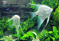 五加侖PC水桶 五加侖PC水桶